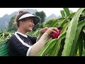 Mai and Binh harvested a bumper crop of dragon fruit and sold it all in one morning - Lý Mai Farmer