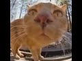petition for funny cat