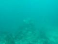 Leopard Shark at Phi Phi Islands