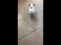 Napoléon learns how to play catch. Puppy Jack Russell