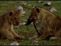 A Day In The Life Of A Lion Cub | Our World