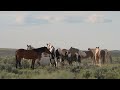 Wild Painted Ladies the Wild Horses and Mares of Wyoming by Karen King