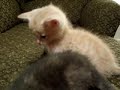 Little Kitten So Tired. Cutest vid ever!!!