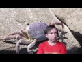 Giant Crab