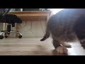 Kitten sees itself the first time