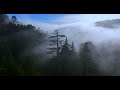 Big Sur Morning mist feeds the Redwood Forest
