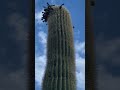 Acompáñenme y les muestro estos frutos del saguaro cactus 🌵 tunas ? Pitayas ? Trate de tumbar una 😂