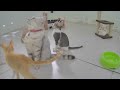 😂 Funniest Dogs and Cats 🤣 Funny Videos Every Days 😹