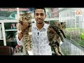 Blue eye Persian cat | এবং লং কোড এর বাচ্চা পার্সিয়ান ক্যাট | Katabon Dhaka-1000😱