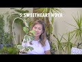 You'll love them! Houseplants with heart shaped leaves | Heartleaf plants