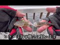 『また仙台港でデカい魚が釣れました』2023.9/24〜9/25撮影