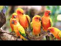 Tropical Birds 4K HDR - Life Of Birds In RainForest | Scenic Scenes Jungle | Relaxing Scenic Cinema