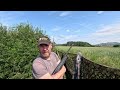 pigeon shooting in the sun