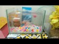 Red cap glod fish tank setup. YouTube video #youtubeshorts #viralvideo #trending #fun #tanksetup