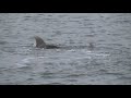 Resette Spoonbill and Egrets Feast on Fish. So do Dolphins 8.7.19