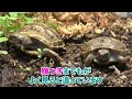 Baby Russian Tortoises Hatching Out of the Ground