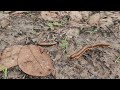 Brown millipedes | There are a lot of brown an red millipedes in the leaves #insects #animal #pets