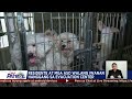 Dog trainer tiniyak ang kaligtasan ng 40 aso sa gitna ng matinding baha | TV Patrol