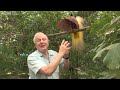 Bird interrupts David Attenborough | Attenborough's Paradise Birds - BBC