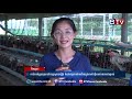 កសិករ​គំរូមួយ​រូប​នៅខេត្ត​ស្វាយរៀង​ កំពុង​ទទួល​ជោគជ័យ​ក្នុង​ការ​ចិញ្ចឹម​មាន់​យកពង​ភ្ញាស់