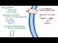 Glycogen metabolism