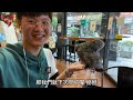 台灣在地的療癒小精靈！綠繡眼的奇幻冒險！【動物圖鑑】【台灣鳥傳奇】