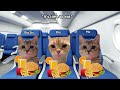 Cat MEMES Roadtrip Compilation Full 1 Hour