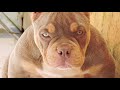 Funniest American Bully Videos | Cutest Bullies Ever