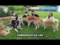 【從零開始養】秋田犬!忠心第一的狗?傳說的忠犬小八!曾是鬥犬?現在是日本國寶?【許伯簡芝】