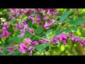 TOKYO. Hagi (Bush clovers) in Mukojima-Hyakkaen Gardens. 向島百花園 #4K