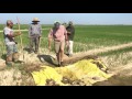 From Riceland Farms: Creating Levee Gates