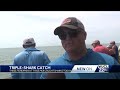 Three sharks caught by three different fisherman at the Tybee Pier