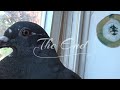 Piggy My New Pigeon - Part 10