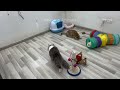 You Laugh You Lose 😂 Funniest Cats and Dogs 😹🐶 Part 26