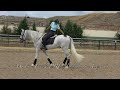 INCO 2018 , PRE - Andalusian stallion , FEI potential , June 2024 video