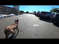 Oakland Lake Merritt Belgian Malinois running