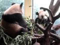 China Tour -- Life In Guangzhou -- Wildlife Park -- Part 14