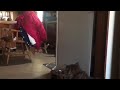 EPIC CAT FIGHT!!!!: Foxie Marie vs Spunky