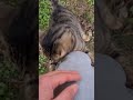 Homeless tabby Cat hugs my leg.