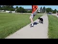Dog jumps and bites the Mavic Mini drone's camera