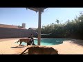 Helping a scared, nervous, and insecure rescue dog learn to enjoy the pool! Mr Griffy pool day 2