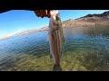 Fishing Saddle Cove Lake Mead! And The Stripers Started To Boil!!