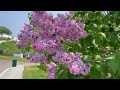 Unbelievable Lilac Shrubs & Trees on Mackinac Island | Walking Tour with Natural Sounds & Bird Song