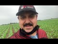 FERTILIZANDO Y CULTIVANDO  MAIZ EN SINALOA