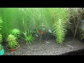 Neon and Serpae Tetras in a Planted Aquarium Tank