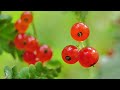 The Stone Belt of Ancient Mountains - South Urals Nature during 4 Seasons - 4K Nature Relax