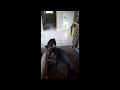 Blue and Pounder - Doberman and German Shepard Puppy Playing