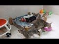 Try Not To Laugh😋😻Funniest Cats and Dogs 2024 🤣