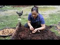 Harvest Coconut Weevils Goes To Market Sell - Daily Work Of Pregnant Women | Lý Thị Ca