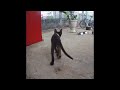 😅🐱 Funniest Cats and Dogs 😹🐱 Funny Animal Videos # 17